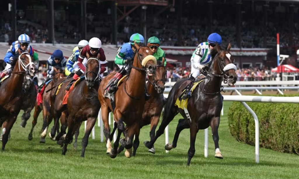 turf winners || winner turf || turf winner || turfwinner || champion turf